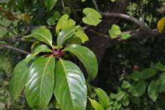 Sapium insigne